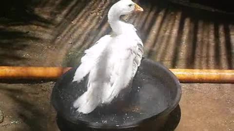 Pet Male Goose Take A Bath