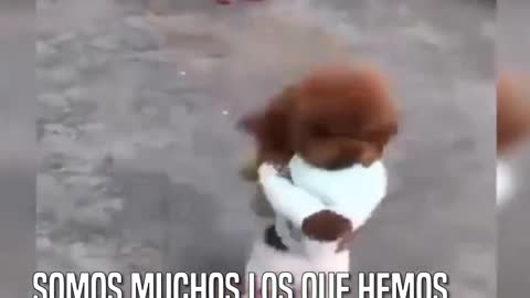 El verdadero HORROR que hay detrás de los perros que "caminan"