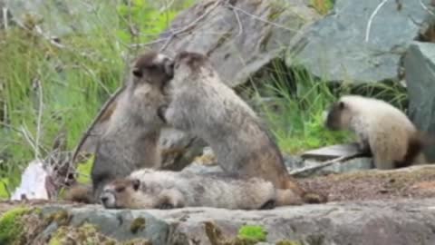 Cute Marmots Playing in Nature | Cute Marmots
