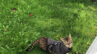 Beautiful Bengal Cat Takes a Fall