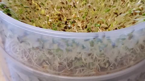 Making alfalfa sprouts! Part #8 (Day Five)
