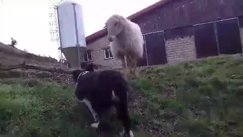 dog and sheep