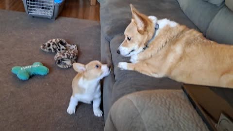 Dailey corgi playtime