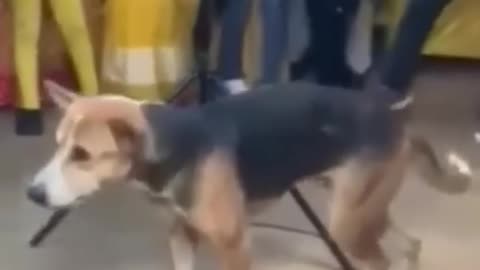 dog dancing video _ MikaKalafe