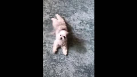 Funny Dancing Dog || Dancing dog funny video