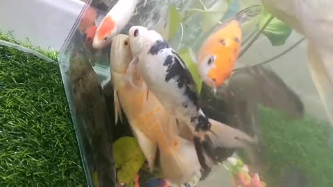 Relaxing Fish Tank at Home Koi fish, Arowana fish, Snakehead fish, Oscar fish, Goldfish