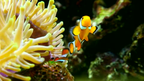 Clown fish, tracking shot