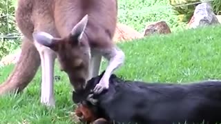 Dog and cat who love each other