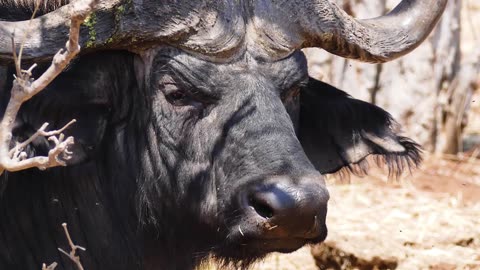 Cape Buffalo