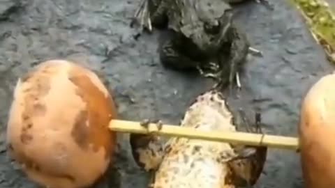 A frog lifting weights