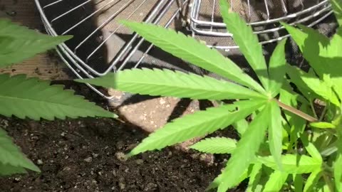 Cannabis Garden Update: SCROG Lines Started
