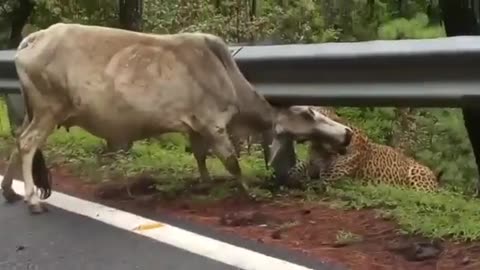 Leopard attack cow 🐆।। Cheeta attack cow 😱