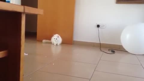 White Cat Goes 'Kakate' on White