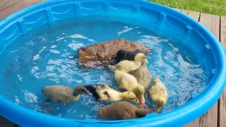 2-week-old Ducks Swimming