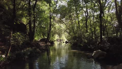 Peaceful stream flowing through forrest