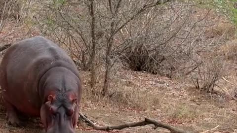 Hippo Potas Walking Infront of Crocodile