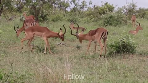 Impala Rams Fighting | Animal video impala,impala fighting,male impala fighting