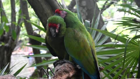 Lovely Pair Parrot <3