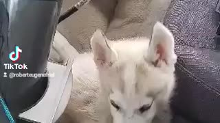 Husky puppy