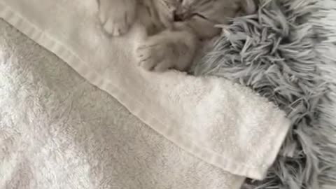 Adorable lil sleepy kitten