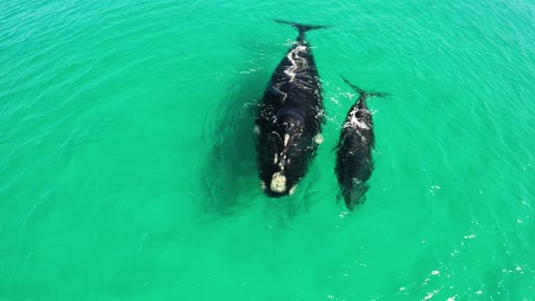 Astonishing Bird's-Eye View Of Whales And Their Calves In Western Australia