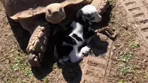 Uncle Ike, the Tortoise, Loves Newborn Goat