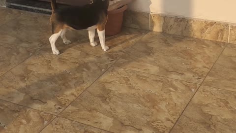 Cute beagle At Terrace Part 2