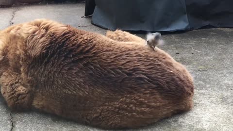 Bird Is Plucking Fur From Sleeping Labrador