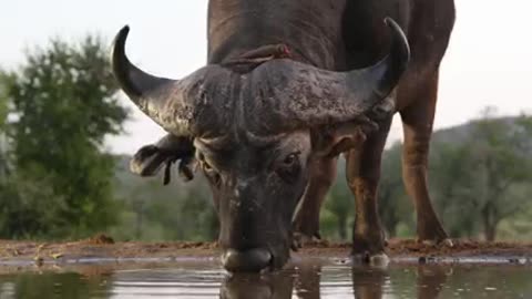 An African buffalo drinks from a waterhole while red-billed