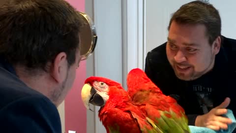 Parrot and owner in the mirror