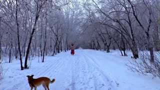 playful dogs during winter season Beauty