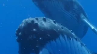 Whales Singing