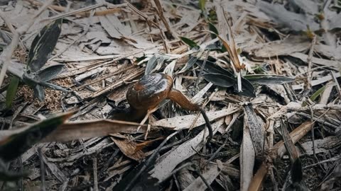 Unveiling Nature's Jewel-The Graceful Dance of a Rare Snail Insect