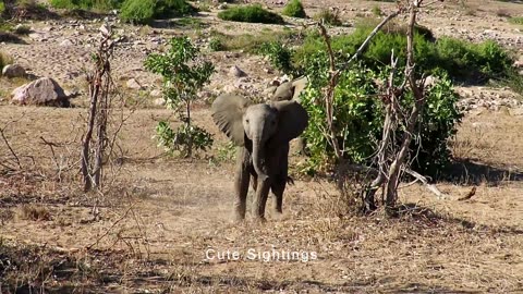 Baby elephant attacks on cameraman | Wildlife Documentary - Cute Sightings