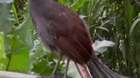 THE AMAZING LYRECBIRD MIMIC SOUNDS