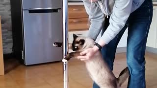 Cat learning how to pole dance