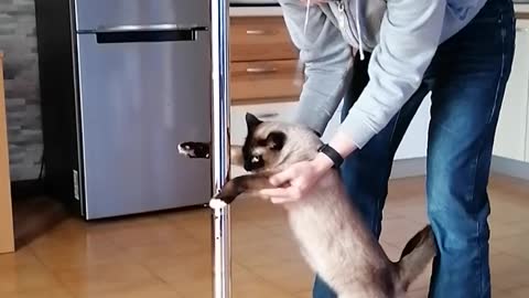 Cat learning how to pole dance