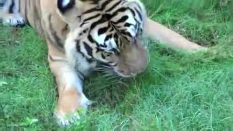 Tiger Mows Lawn | Vegetarian Tiger Does His Part For 'Climate Change'