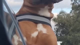 Boxer Enjoys Breeze Through Cheeks and Eyelids