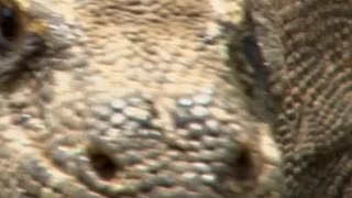 The House Of Komodo Dragons