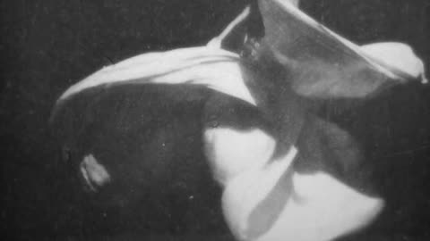 Crissie Sheridan, Serpentine Dance In National Colors (1897 Original Black & White Film)