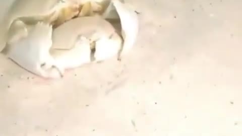 How adorable is this Crab carrying his little one