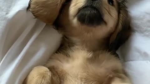 so cute puppy