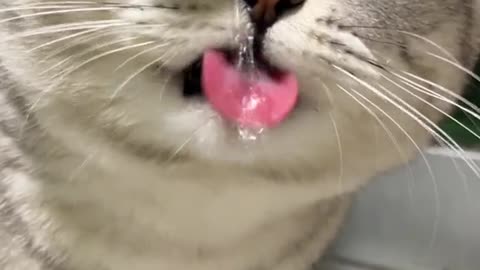 "Hilarious Hydration: Watch the Silly Drinking Antics of a Cute Cat!"