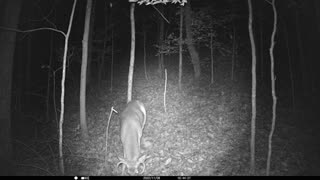 Little buck showing off for the camera 11-8-2022