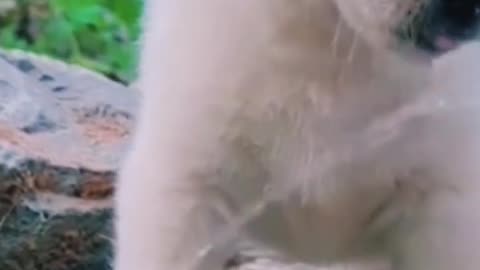#cute #cat #cutecat #funny #funnyvideo #pets #cutepets #chikee #dog #chicken #love
