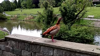 London Golders Hill Park goose