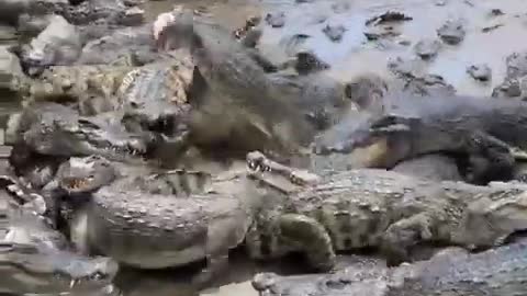 Crocodiles