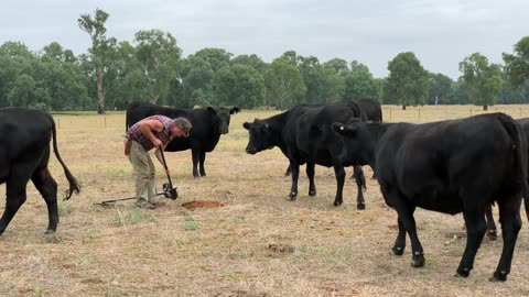 Cows Love Metal Detecting