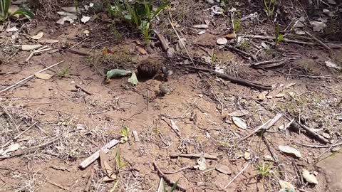 Three funny beetles grapple over a ball of dung